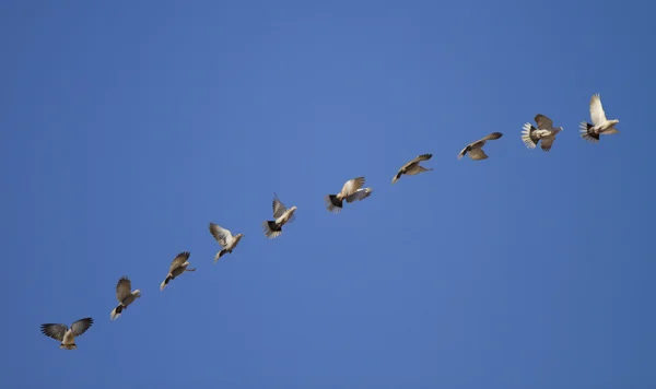 Uçan güvercin Birleşik — Stok fotoğraf