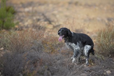 Black setter having a shit clipart