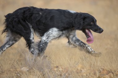 çalışan karanlık setter