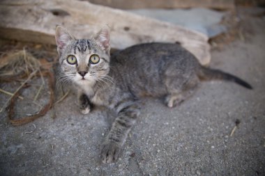 Tabby yavru kedi klasik portre