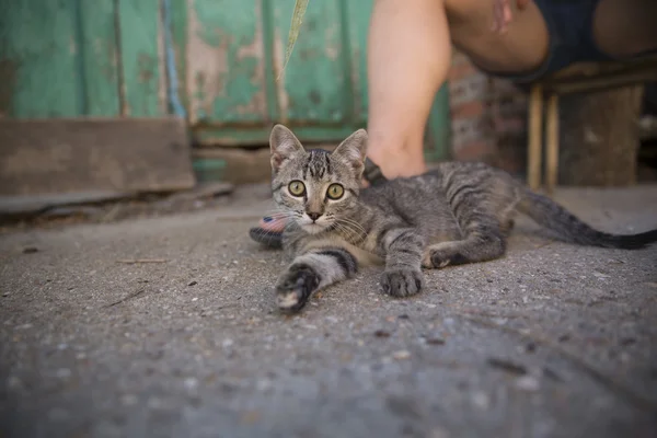 Tabby kitten with human leg — Stock Photo, Image