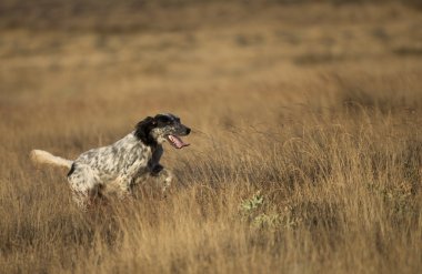 çalışan nokta setter