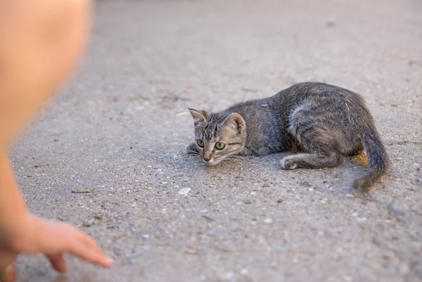 El ile oynarken tabby yavru kedi — Stok fotoğraf