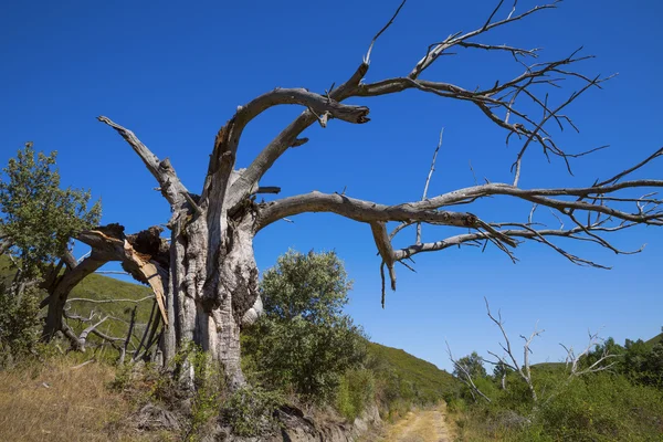栗の木 — ストック写真