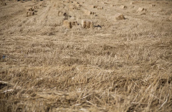 Panen gandum, ladang dan pemandangan — Stok Foto