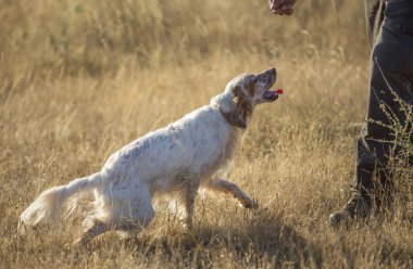 İngiliz setter ve adam yan görünüm