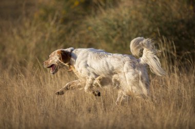 İngiliz setter yan görünüm