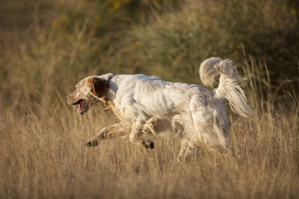 Side view of english setter — Stock Photo, Image