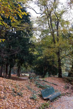 Park with a trees