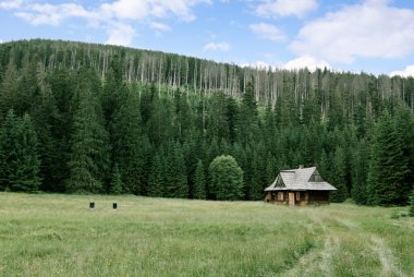 dağ manzarası ile kesilen ağaçlar