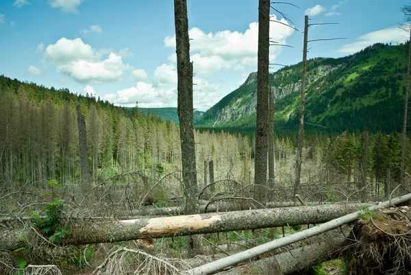 Berglandschap met gekapte bomen — Stockfoto
