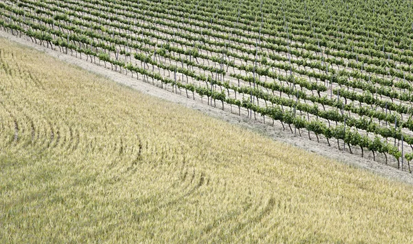 Vineyards and wheat field — Stock Photo, Image