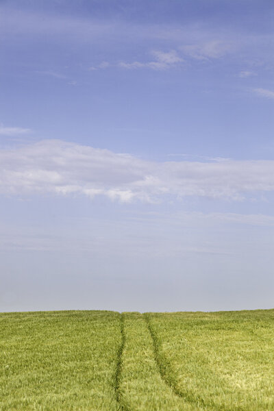 Wheat field, marked by a tractor, landscape