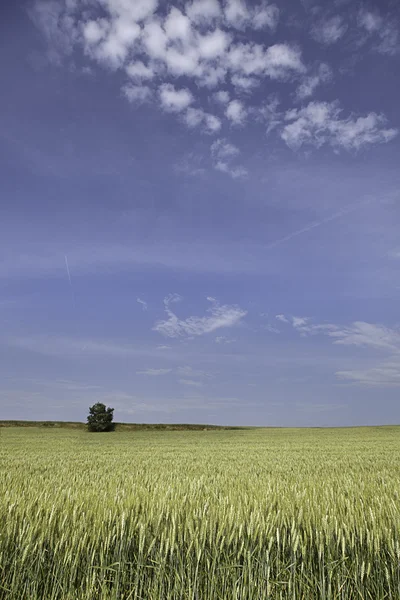Pšeničné pole s strom — Stock fotografie