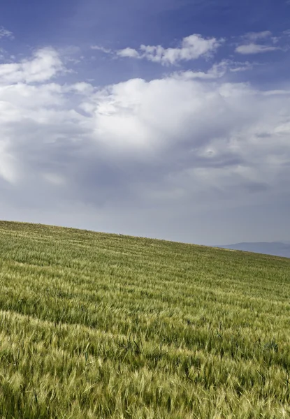 穀物と山 — ストック写真