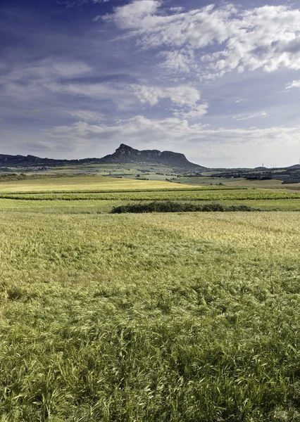 Пейзаж с горами и облаками пшеницы — стоковое фото