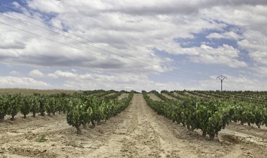 ülke üzüm bağları, la rioja