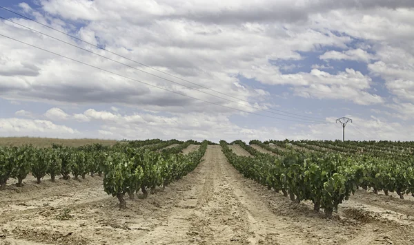 Land wijngaarden van la rioja — Stockfoto