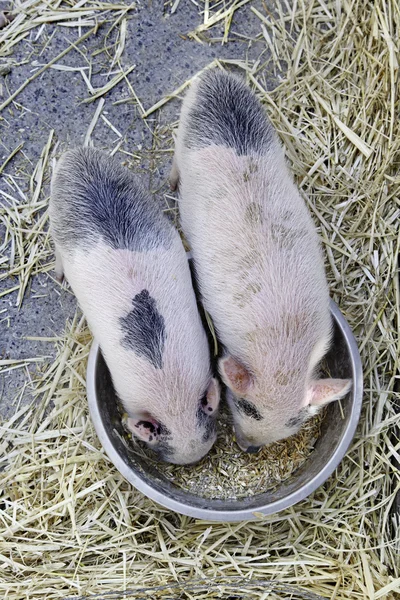 stock image Piglets eating