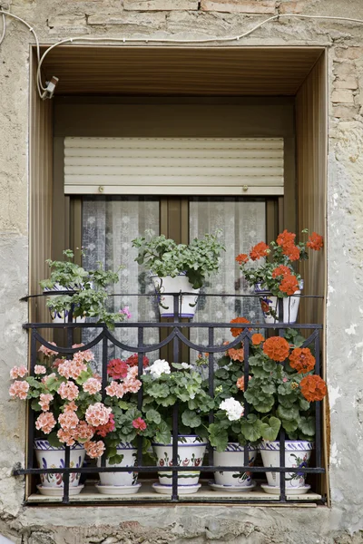 Fenster mit Blumen — Stockfoto