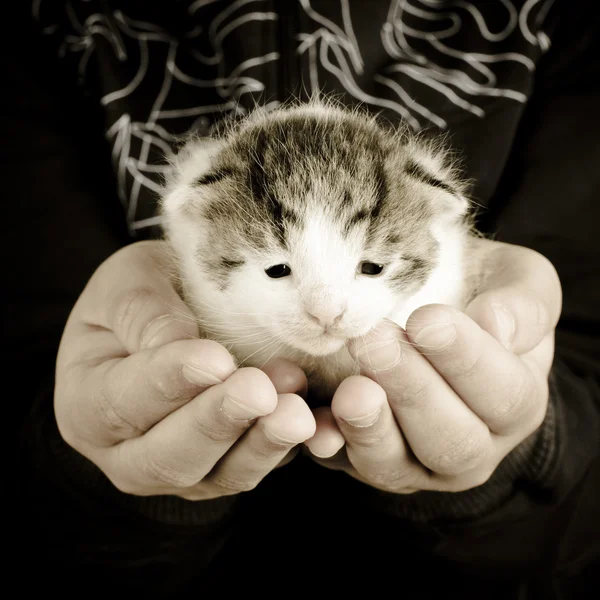 Χαριτωμένο γατάκι — Φωτογραφία Αρχείου