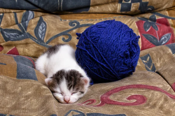 Yorgun yavru kedi — Stok fotoğraf