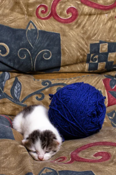 Sleepy kitten — Stock Photo, Image