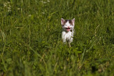 Kayıp kedi yavrusu