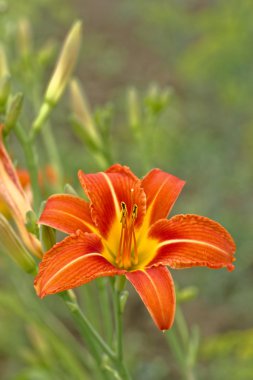 Perennial Daylily clipart