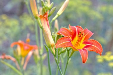 çiçek daylily