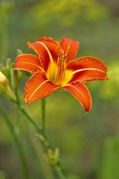 stock image Daylily