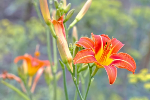Flor daylily — Fotografia de Stock