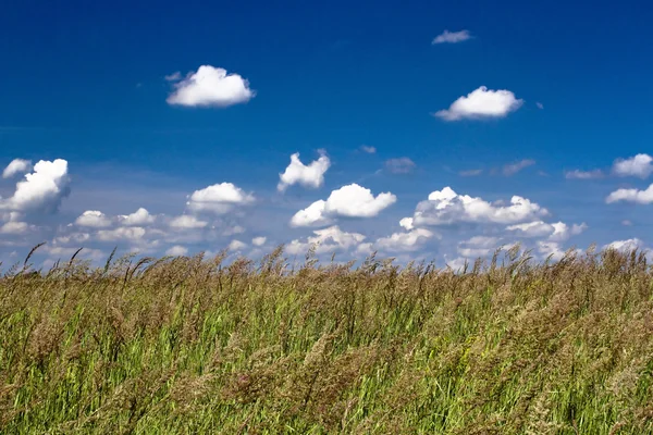 Трава та небо — стокове фото