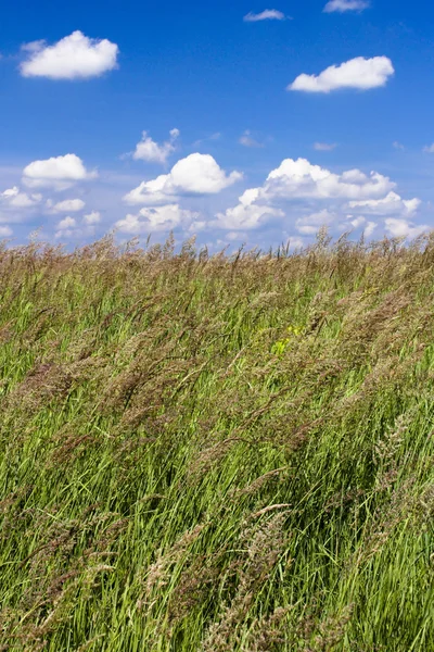 Vysoké trávy horizont — Stock fotografie