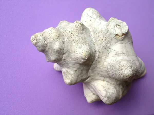 Conch or triton shell — Stock Photo, Image
