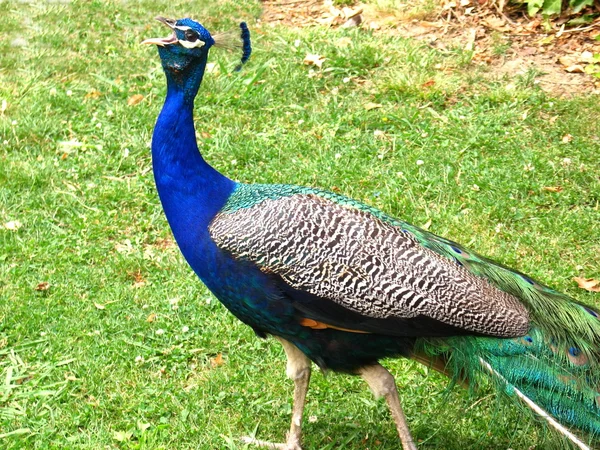 stock image Peacock screaming