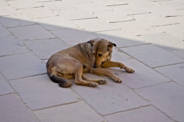 köpek tek başına