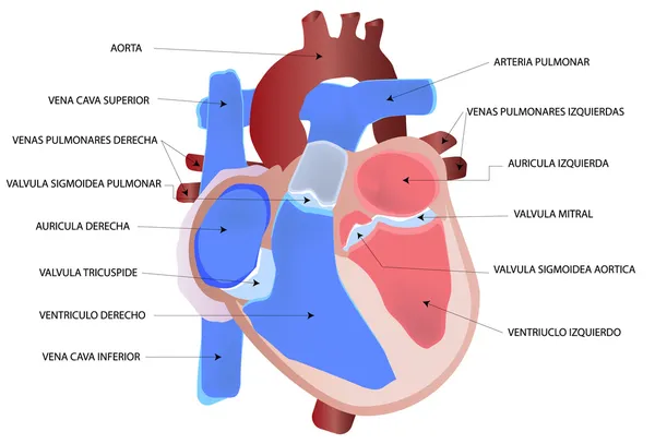 Corazón humano — Archivo Imágenes Vectoriales