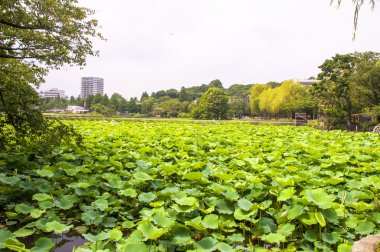 Lotus yaprağı