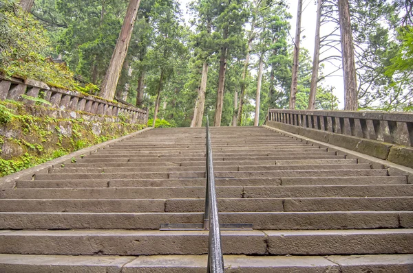 Lépcső az erdőben — Stock Fotó