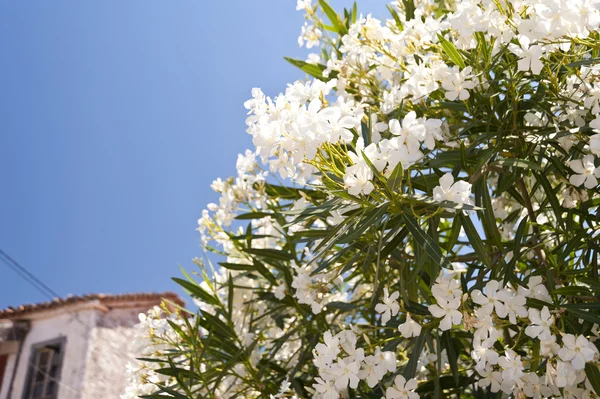 Oleander på samos — Stockfoto