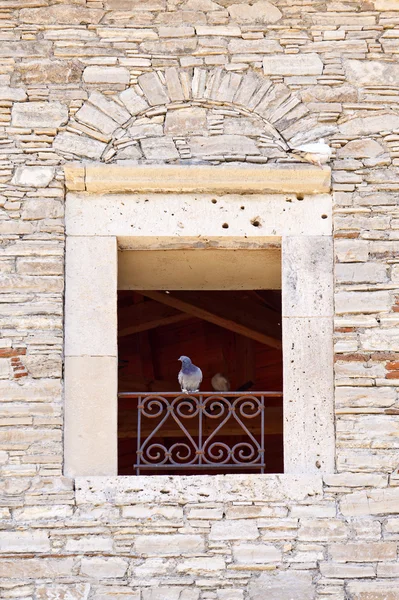 Tauben auf Samos — Stockfoto