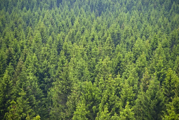 图林根森林 — 图库照片