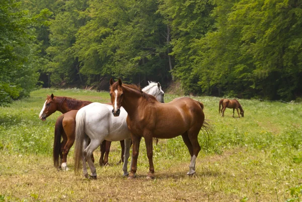 Paarden — Stockfoto