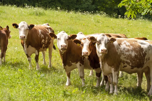 Vacas en un prado —  Fotos de Stock