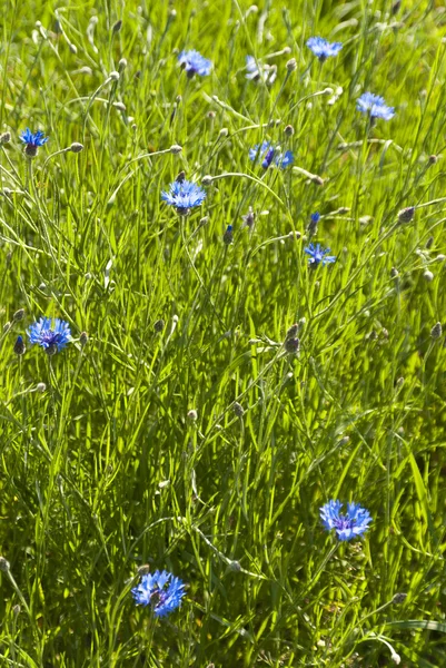 Flowering Meadow — Stock Photo, Image