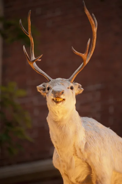 Stuffed Reindeer — Stock Photo, Image