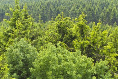 Thuringian Forest