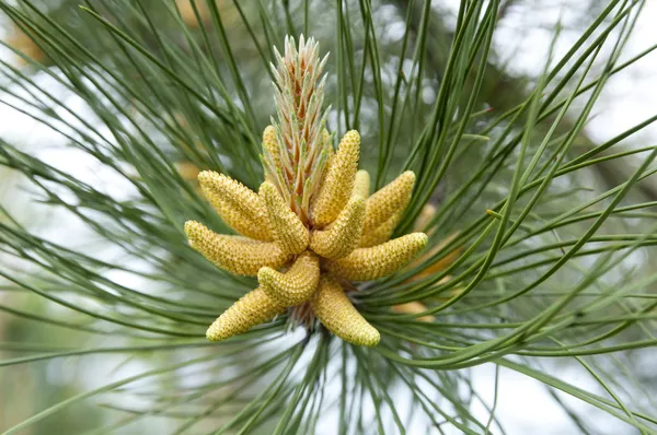 Pine bloeien Rechtenvrije Stockafbeeldingen