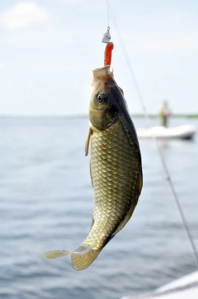 Silver crucian on the hook Royalty Free Stock Photos